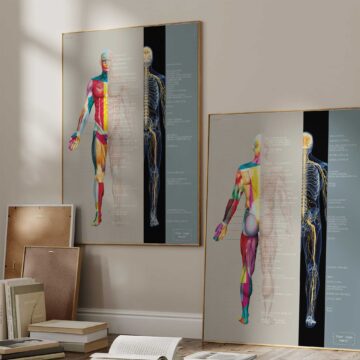Dermatomes and Cutaneous Nerve Innervation anatomy chart for clinics Dermatomes and Cutaneous Nerve Innervation anatomy chart for clinics